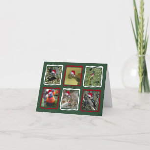 Australian Christmas Animals Holiday Card