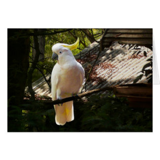 Australian cockatoo
