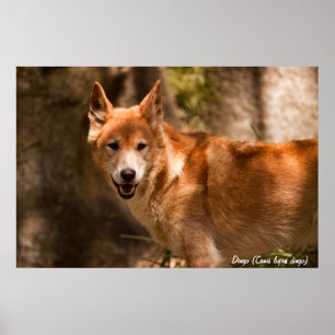 Australian dingo poster