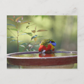 Australian Eastern Rosella Drinking Postcard