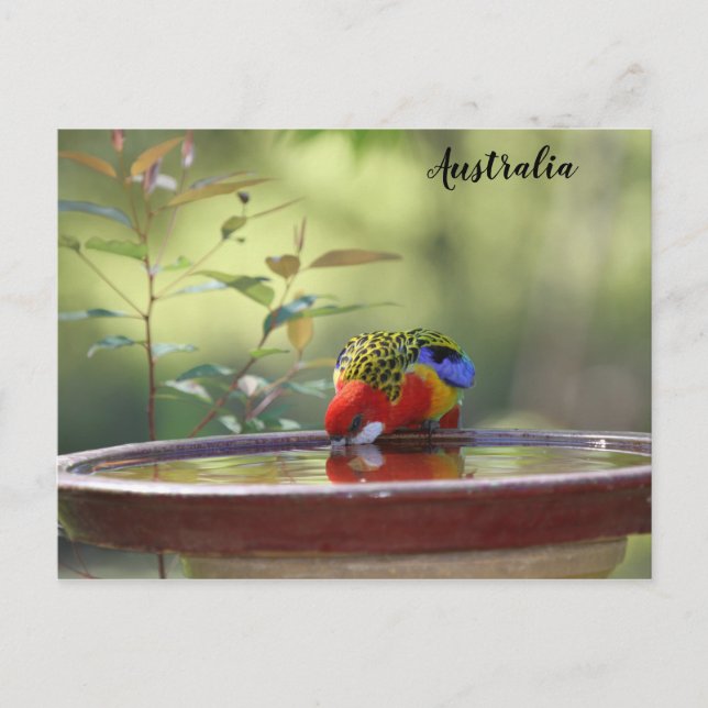 Australian Eastern Rosella Postcard (Front)