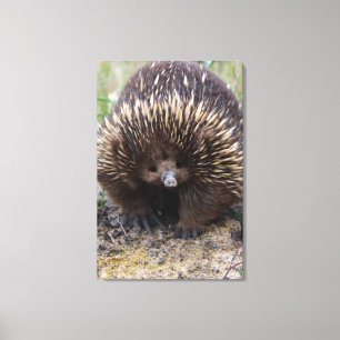 Australian Echidna Cute Animal Photo Canvas Print