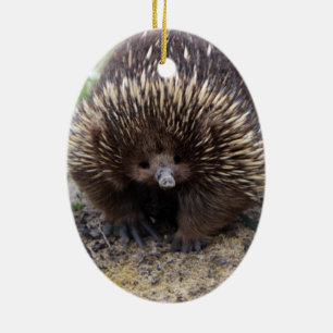 Australian Echidna Cute Animal Photo Ceramic Tree Decoration