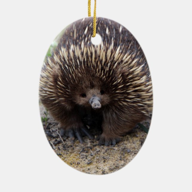 Australian Echidna Cute Animal Photo Ceramic Tree Decoration (Back)