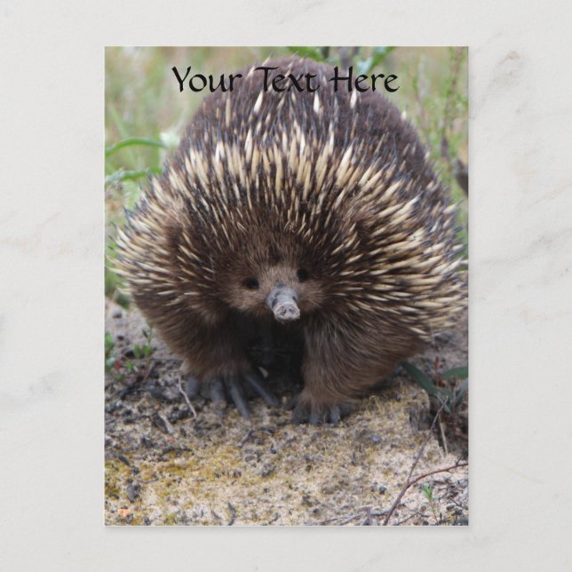 Australian Echidna Cute Animal Photo Postcard (Front)