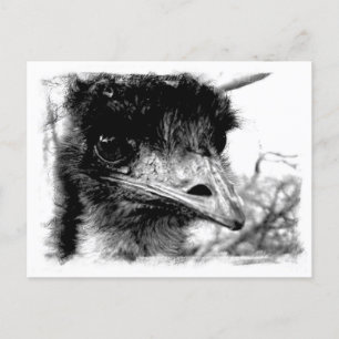 Australian Emu Wildlife Postcard