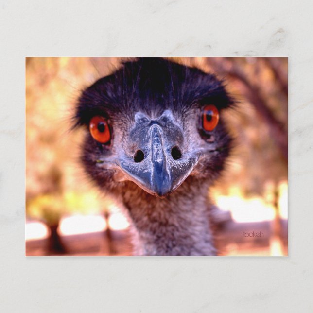 Australian Emu Wildlife Postcard (Front)