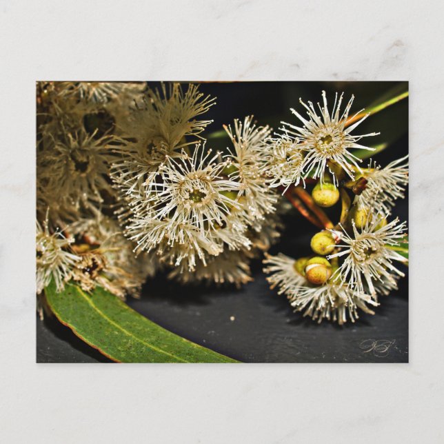 Australian Eucalyptus Flower & Fruit Postcard (Front)