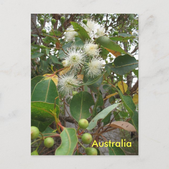 Australian eucalyptus tree in flower postcard (Front)