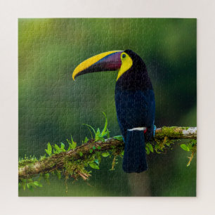 Australian exotic summer toucan bird challenging jigsaw puzzle