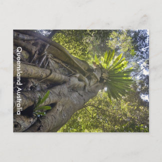Australian Forest Postcard