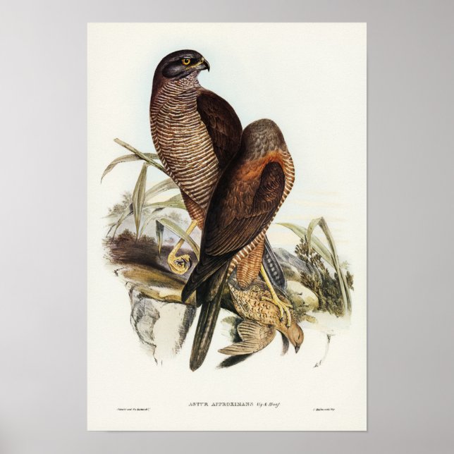 Australian Goshawk by Elizabeth Gould Poster (Front)