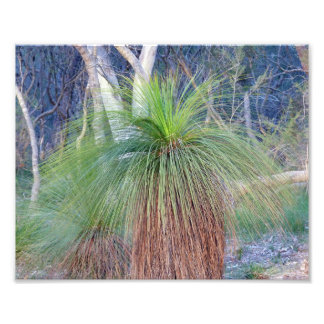 Australian Grass Tree Photo Print