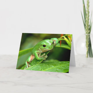 Australian Green Tree Frog photo greeting card