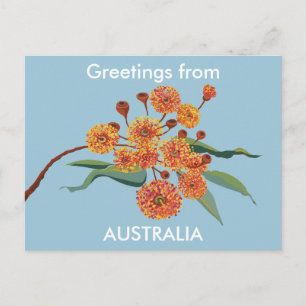 Australian gum blossoms postcard
