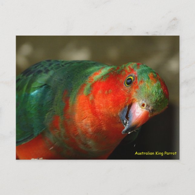 Australian Juvenile Male King Parrot Postcard (Front)