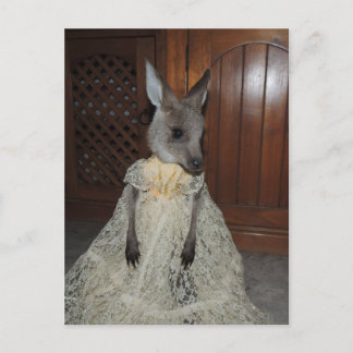 Australian Kangaroo Joey Postcard
