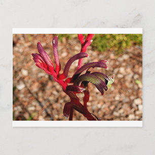 Australian Kangaroo Paw flower in bloom 2 Postcard
