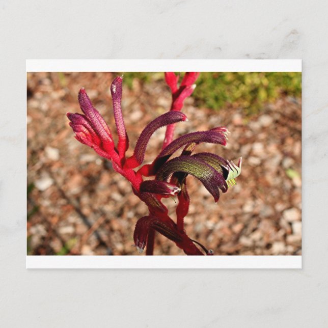 Australian Kangaroo Paw flower in bloom 2 Postcard (Front)