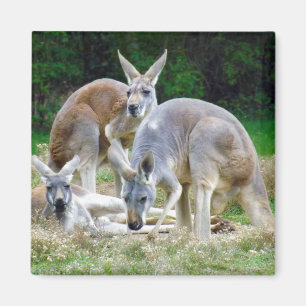 Australian Kangaroos Relaxing in the Sun Magnet