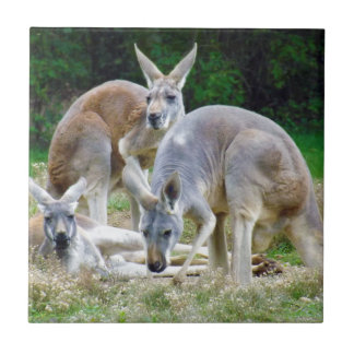 Australian Kangaroos Relaxing in the Sun Tile