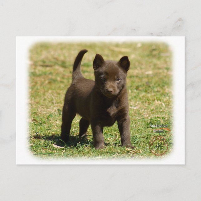 Australian Kelpie 9P022D-025 Postcard (Front)