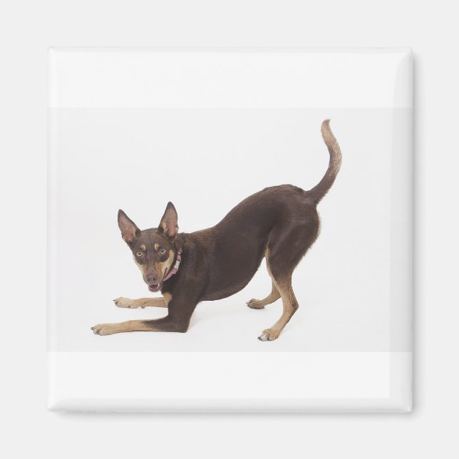 Australian Kelpie Magnet (Front)