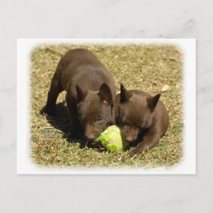 Australian Kelpie puppies 9P022D-018 Postcard