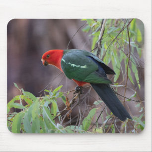 Australian King Parrot, King Parrot, Parrot Mouse Mat