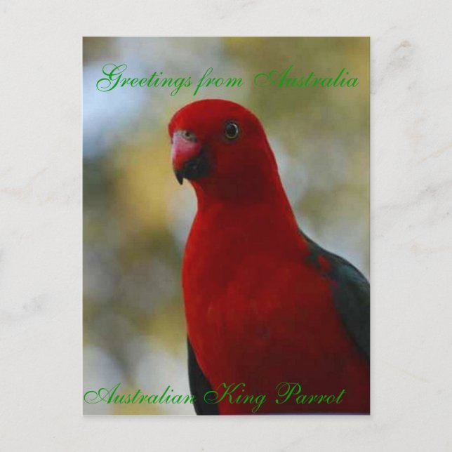 Australian King Parrot Poster Postcard (Front)