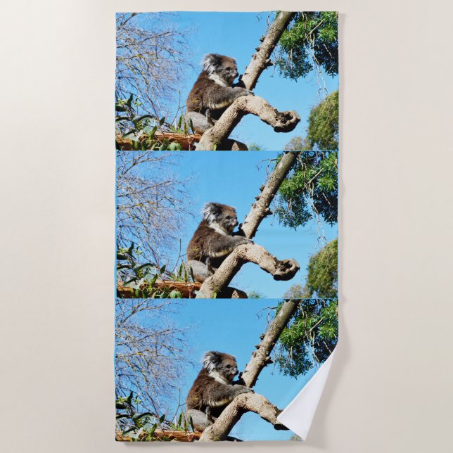 Australian Koala Bear In Old Pine Tree, Beach Towel (Front)