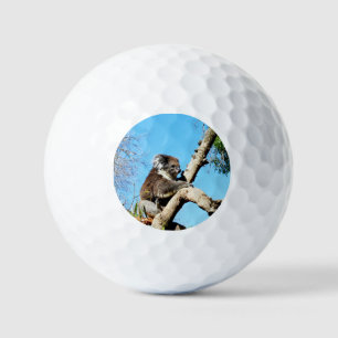 Australian Koala Bear In Old Pine Tree, Golf Balls