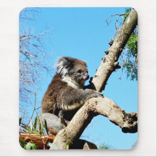 Australian Koala Bear In Old Pine Tree, Mouse Mat