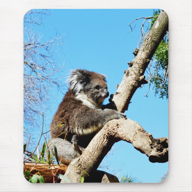 Australian Koala Bear In Old Pine Tree, Mouse Mat (Front)