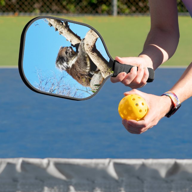 Australian Koala Bear In Old Pine Tree, Pickleball Paddle (Insitu)
