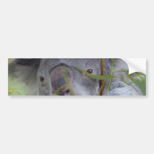 Australian Koala Bumper Sticker