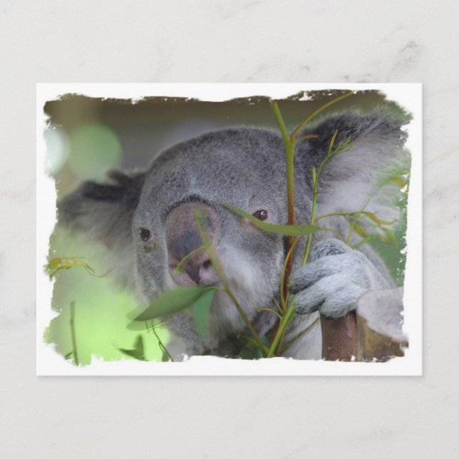 Australian Koala Postcard (Front)