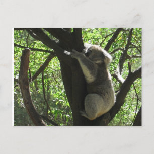 Australian koala postcard