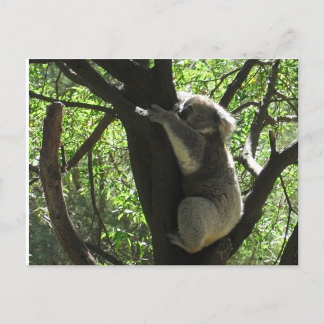 Australian koala postcard (Front)
