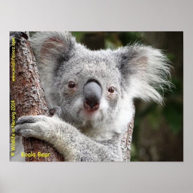 Australian Koala Poster (Front)