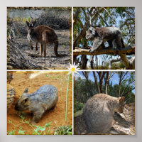 Australian Koala, Wombat, Quokka, Kangaroo,