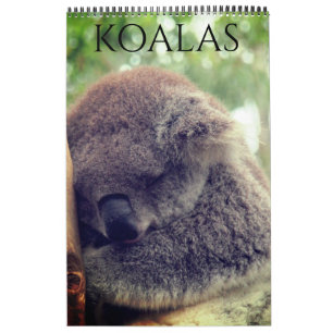 australian koalas 2025 calendar