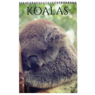 australian koalas 2027 calendar