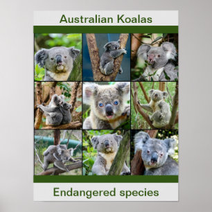 Australian Koalas, Endangered species Poster