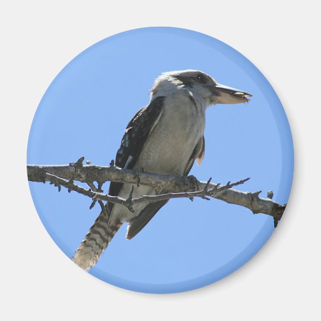 Australian Kookaburra Magnet (Front)