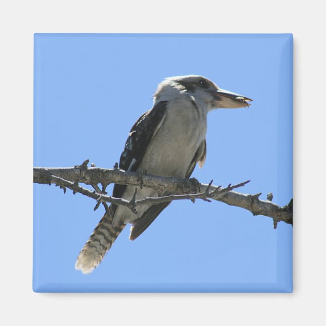Australian Kookaburra Magnet (Front)