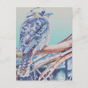 Australian Kookaburra Postcard