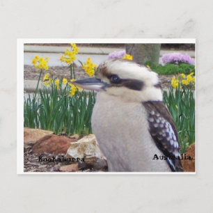 Australian Kookaburra Postcard