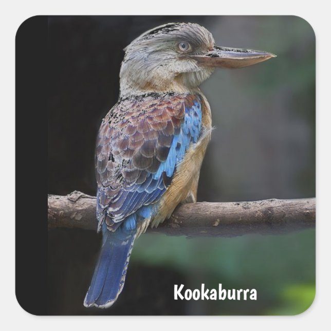 Australian Laughing Kookaburra Bird Square Sticker (Front)