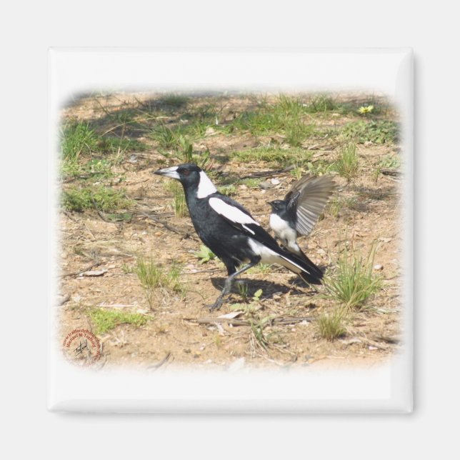 Australian Magpie being mobbed by Willie Wagtail 9 Magnet (Front)